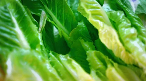 Fresh Lettuce Close Up - 4K Resolution Stock Footage 59785712