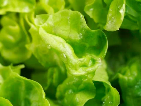 Fresh lettuce (close-up) Stock Photos