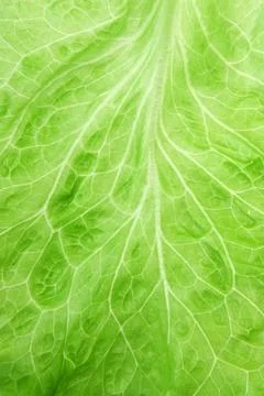 Fresh lettuce closeup Stock Photos