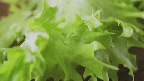Fresh lettuce on a dark background close-up Stock Footage 131726475