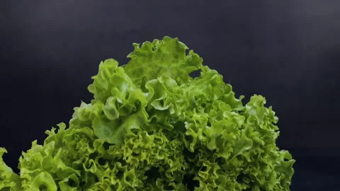 Fresh lettuce falling on black background in slow motion Stock Footage 303161323