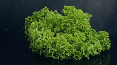 Fresh lettuce falling on black background in slow motion Stock Footage 306677899
