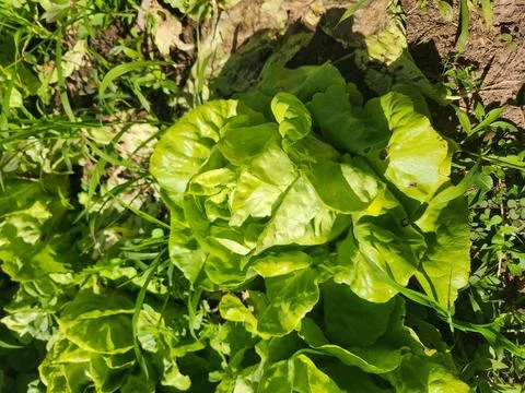 Fresh Lettuce in the Field Stock Photos