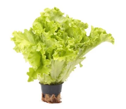 Fresh lettuce in flowerpot Stock Photos