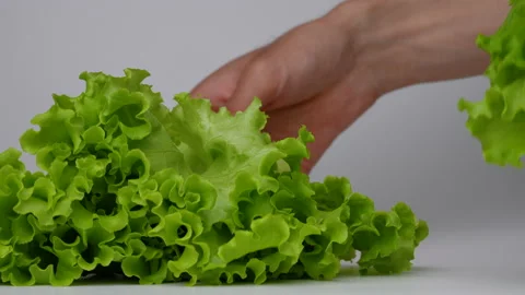 Fresh Lettuce Stock Footage 164267570