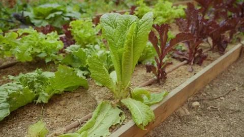 Fresh lettuce grows beside red leaf lettuce Video stock 336917090