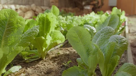 Fresh lettuce grows in a garden bed Stock Footage 336916353