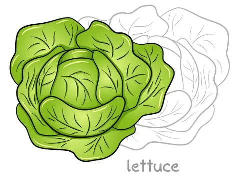 Fresh lettuce head Stock Illustration