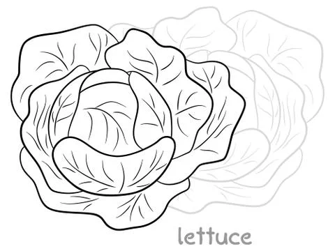 Fresh lettuce head Stock Illustration