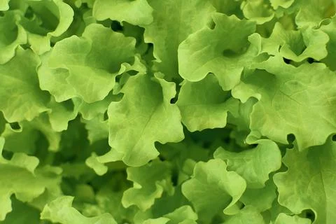 Fresh lettuce leaf. Close-up. Background Green leaf lettuce. Healthy and whol Stock Photos