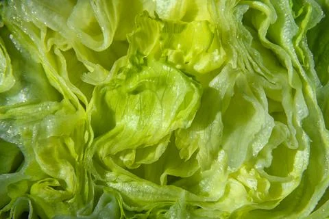 Fresh lettuce leaf pattern Stock Photos