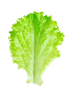 Fresh lettuce leaf Stock Photos