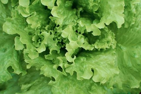 Fresh lettuce leaf. View from above. Green lettuce leaf. Healthy and wholesom Stock Photos