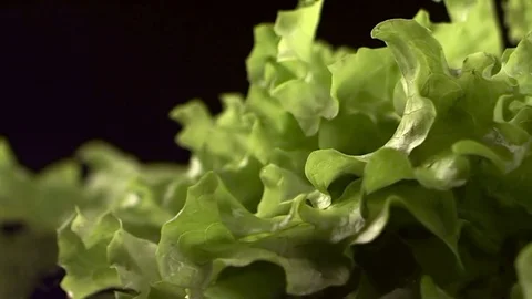 Fresh lettuce leaves Stock Footage 74702937