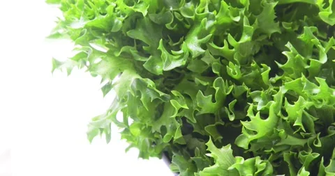 Fresh lettuce leaves	 Stock Footage 132851910