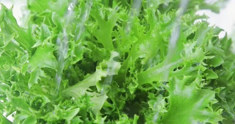 Fresh lettuce leaves	 Stock Footage 132851944