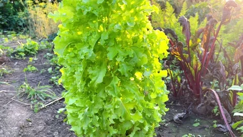 Fresh lettuce leaves Stock Footage 205329047
