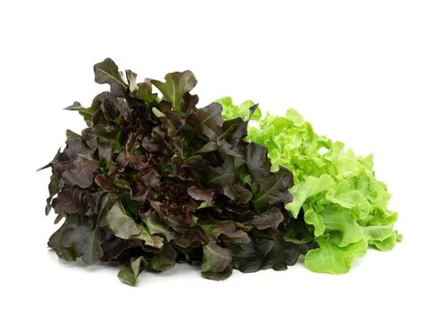 Fresh lettuce leaves pattern isolated on white background 写真素材