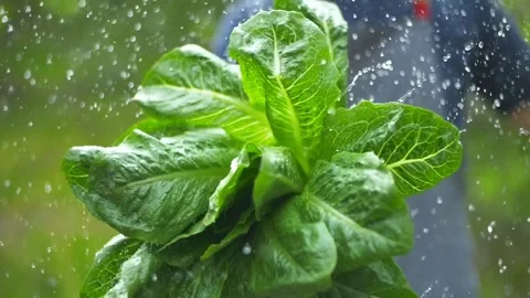 Fresh lettuce leaves slow motion. small local farm, farming, agriculture. fresh Stock Footage 276542152