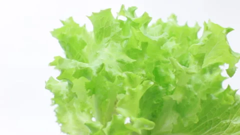 Fresh lettuce leaves on white background Stock Footage 233483276