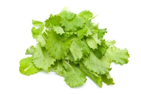 Fresh lettuce Stock Photos