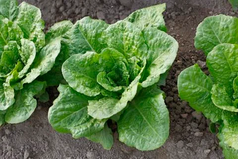 Fresh lettuce Stock Photos