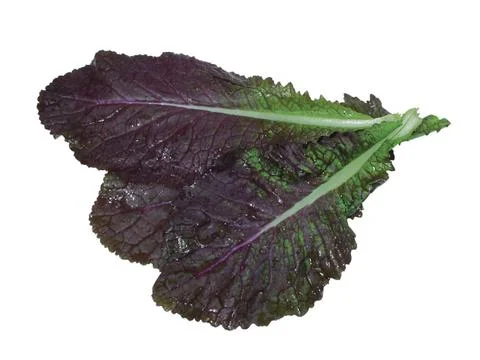 Fresh Lettuce Stock Photos
