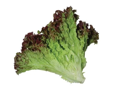 Fresh Lettuce Stock Photos
