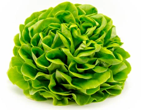 Fresh lettuce Stock Photos