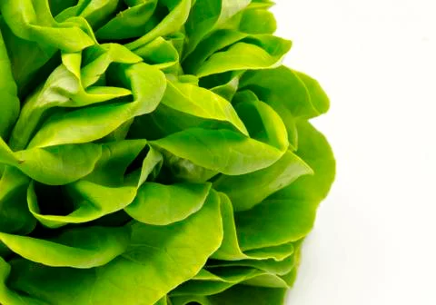 Fresh lettuce Stock Photos