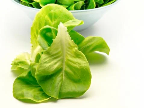 Fresh lettuce Stock Photos