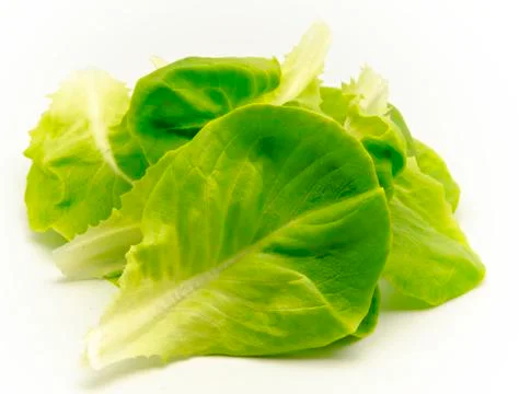 Fresh lettuce Stock Photos