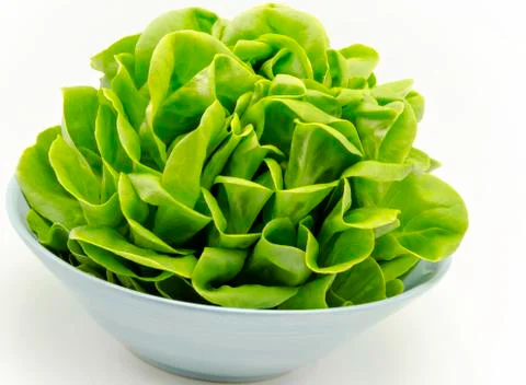 Fresh lettuce Stock Photos
