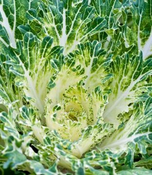 Fresh  lettuce. Stock Photos