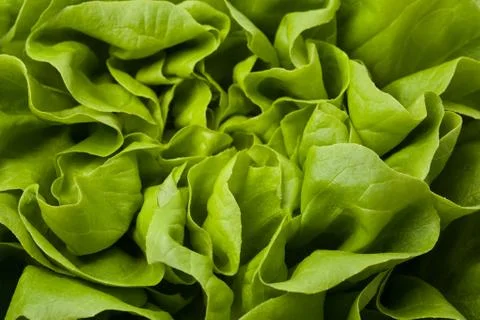 Fresh lettuce Stock Photos