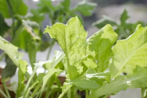 Fresh lettuce Fotos Stock