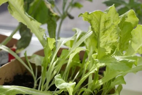 Fresh lettuce Stock Photos