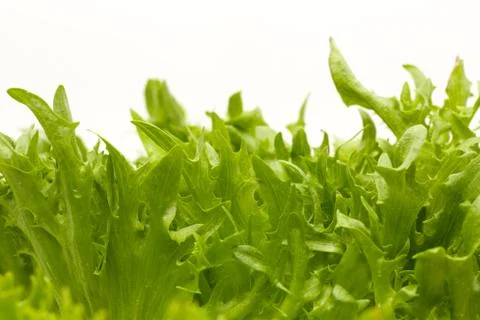 Fresh lettuce Stock Photos