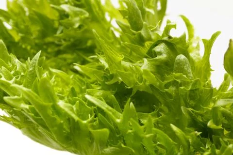 Fresh lettuce Stock Photos