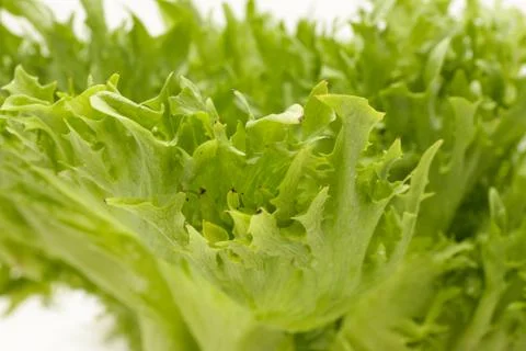 Fresh lettuce Stock Photos