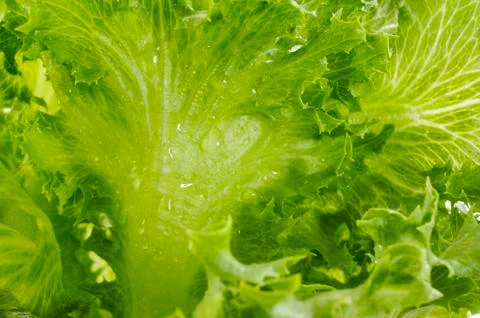 Fresh lettuce Stock Photos