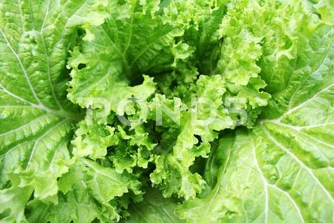 Fresh lettuce Stock Photos
