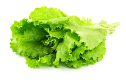 Fresh lettuce Stock Photos