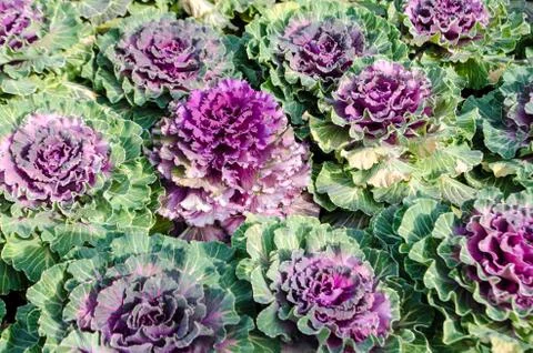 Fresh  lettuce. Stock Photos