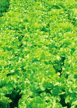Fresh lettuce Stock Photos
