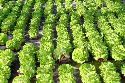 Fresh lettuce Stock Photos