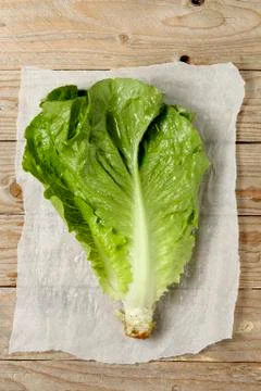 Fresh lettuce Stock Photos