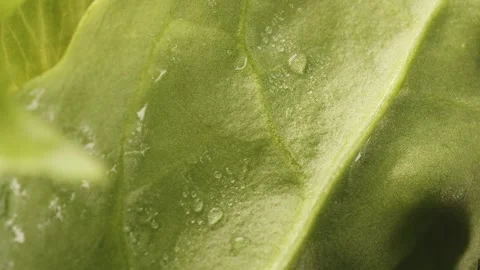 Fresh lettuce presentation close up rotating camera motion stock footage Stock Footage 337000431