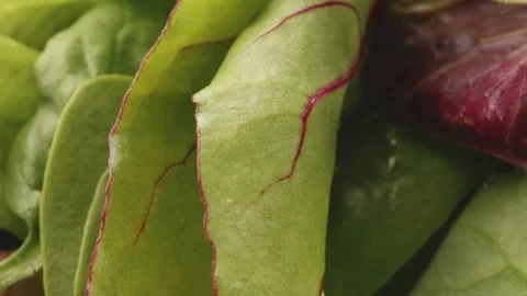 Fresh lettuce presentation close up rotating camera motion stock footage Stock Footage 337000435