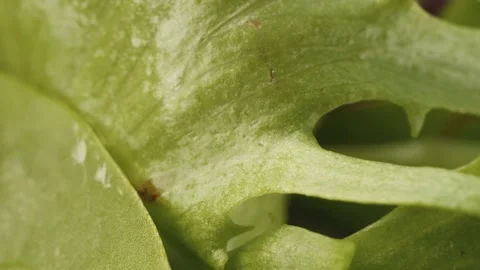 Fresh lettuce presentation close up rotating camera motion stock footage Stock Footage 337000439
